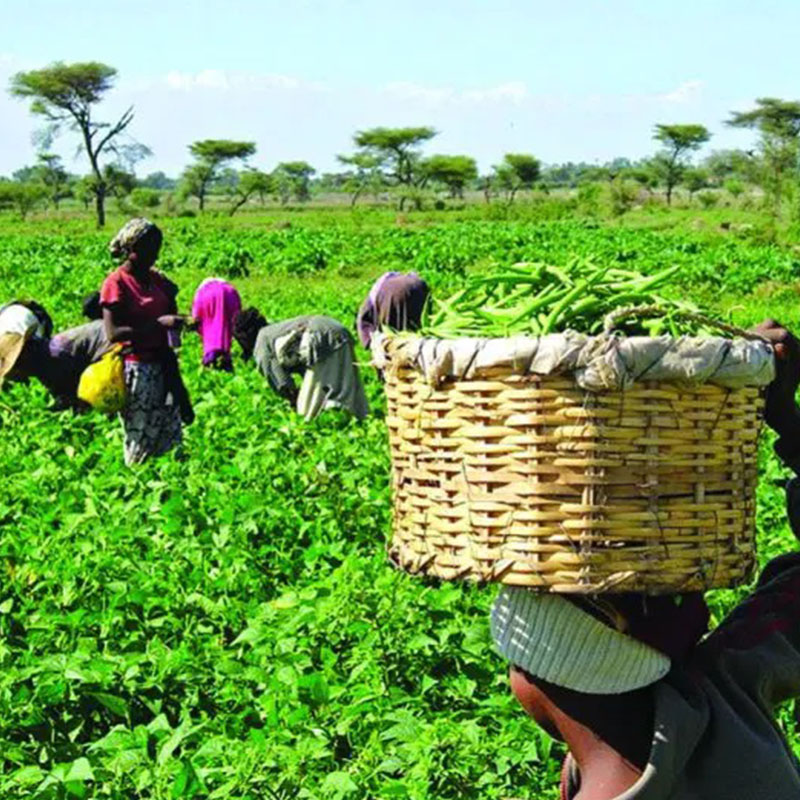 Improving Soil Fertility in Northern Nigeria